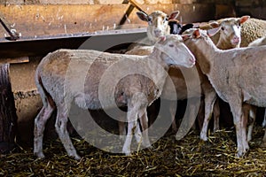 Sheep farm. Group of sheep domestic animals