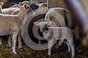 Sheep farm. Group of sheep domestic animals