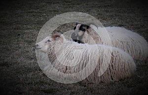 Two Furry Sheep Repose On Grassland