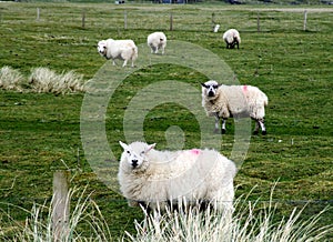 Sheep on a farm in Ireland