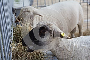 Sheep on the farm are lying on the floor of the barn