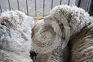 Sheep on the farm are lying on the floor of the barn