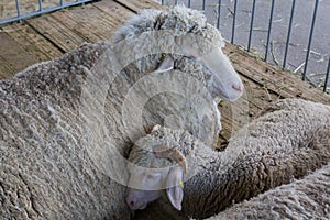 Sheep on the farm are lying on the floor of the barn