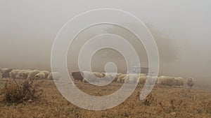 Sheep farm in the mountains on foggy spring morning. Shot. Sheep graze on yellow meadow
