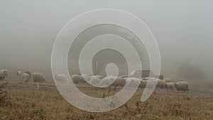 Sheep farm in the mountains on foggy spring morning. Shot. Sheep graze on yellow meadow