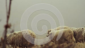 Sheep farm in the mountains on foggy spring morning. Shot. Sheep graze on yellow meadow