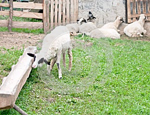 Sheep farm native at green grass