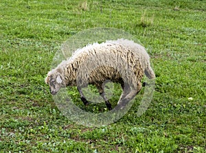 Sheep farm nature animal