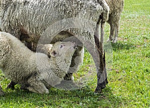 Sheep farm nature lamb