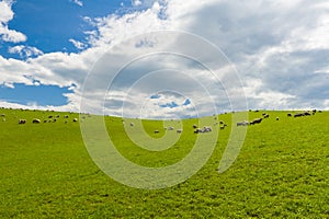 Sheep farm in the New Zealand