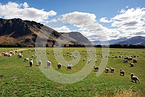 Sheep Farm in New Zealand