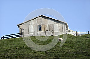 Sheep farm in New Zealand