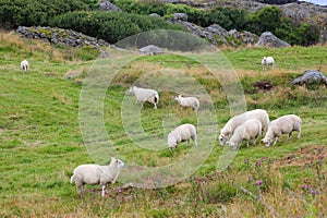 Sheep farm in Norway photo