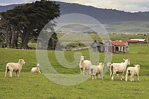 Sheep Farm, Pahia