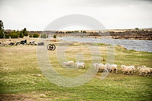 Sheep on a farm in Patagonia, Chile