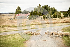 Sheep on a farm in Patagonia, Chile
