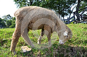 Sheep Farm Qing Jing photo