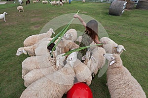 Sheep farm in Ratchaburi, Thailand