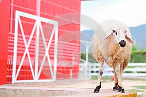 Sheep in the farm with red building at Suan Phueng Resort