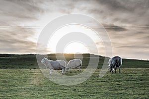 Sheep on a farm in Scotland - Isle of Skye, lambing season