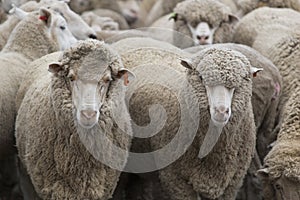 The Sheep Farm Series