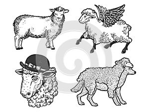 Sheep farm set line art sketch vector illustration