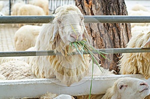 Sheep in the farm. Sheep eating grass