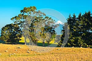 Sheep in a farm at the shores of Lake LLanquihue with Osorno Volcano in the back photo