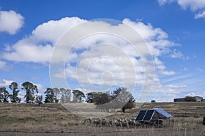 sheep in the farm with solar panel