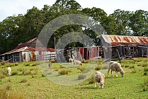 Sheep farm vintage Australia