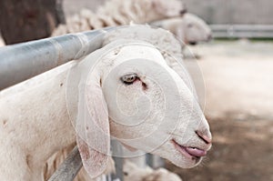 Sheep in the farm are waiting for the food