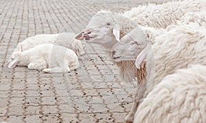 Sheep in the farm are waiting for the food