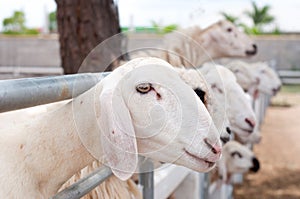 Sheep in the farm are waiting for the food