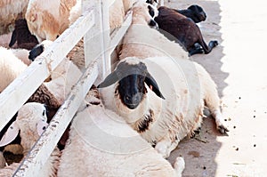 The sheep in the farm. they are waiting for the food