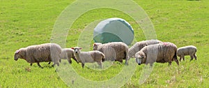 The sheep farm and white wrapped silage background in green farm