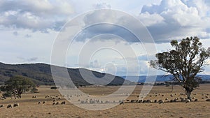 Sheep Farming Agriculture Rural Landscape Australia