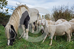 Sheep-farming in the Bergamasca plain