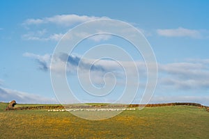 Sheep farming in Devon, England. Minimalist rural landscape.