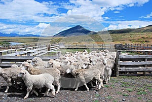 Sheep farming in Patagonian estancia Chili with landscape, clouds Sheeps walking out of fence