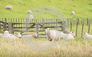 Sheep farming in rural area of New Zealand.