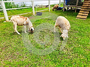 Sheep Farming in the Sirukam Dairy Farm Tourism Village in Solok, Indonesia