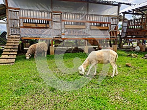 Sheep Farming in the Sirukam Dairy Farm Tourism Village in Solok, Indonesia