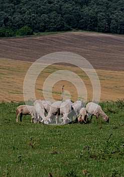 Sheep farming on a small farm