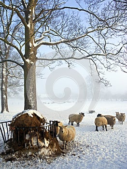 Sheep Farming - Winter Snow - England