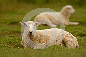 Sheep, farmland New Zealand, Scotland, Australia, Norway, agriculture farm