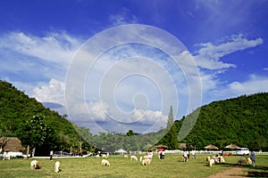 Sheep farms In the mountains