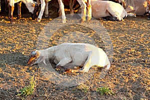 Sheep Feeding