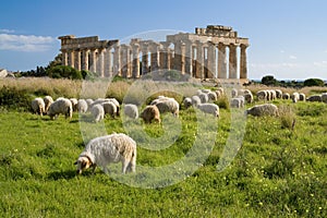 Sheep feeding in front of Temple E, Selinunte.