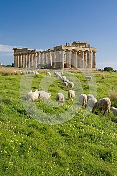 Sheep feeding in front of Temple E, Selinunte.