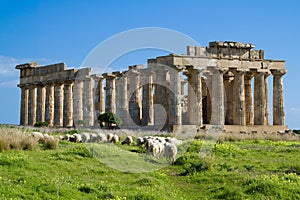 Sheep feeding in front of Temple E, Selinunte.